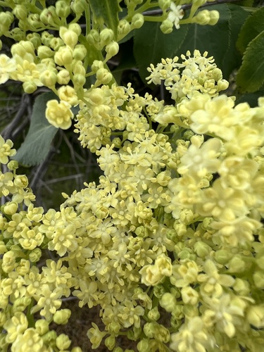 Sambucus cerulea