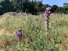 Lupinus formosus