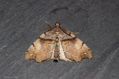 Chalastra pellurgata