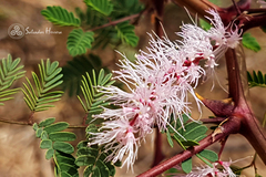 Mimosa dysocarpa