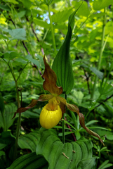 Cypripedium parviflorum pubescens