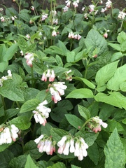 Symphytum × hidcotense