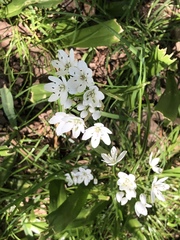 Allium neapolitanum