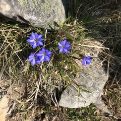 Gentiana arisanensis