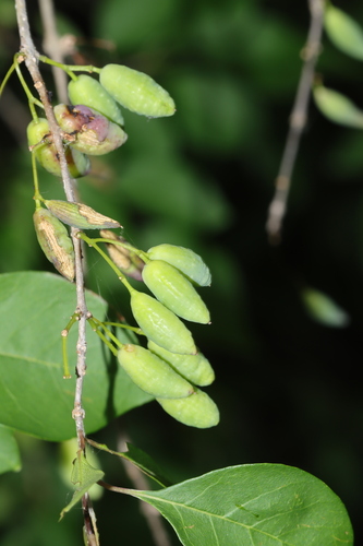 Image of Forestiera acuminata by (c) Rich Sommer, some rights reserved (CC BY)