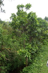 Syzygium nervosum