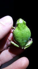 Hyla japonica