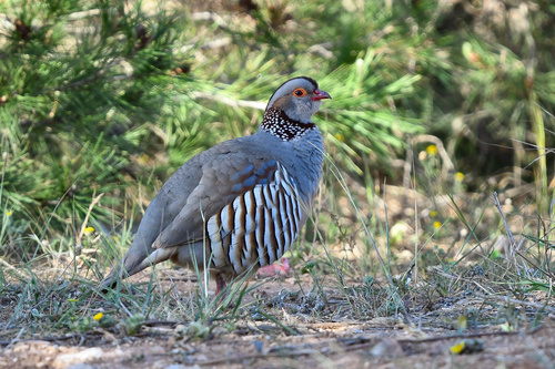 Barbary Partridge, Melilha, ML, ES, photo 10 of 10
