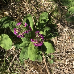 Primula miyabeana
