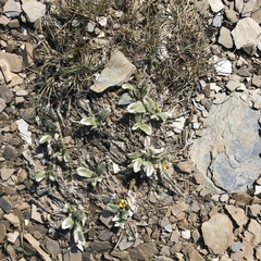 Argentina tugitakensis