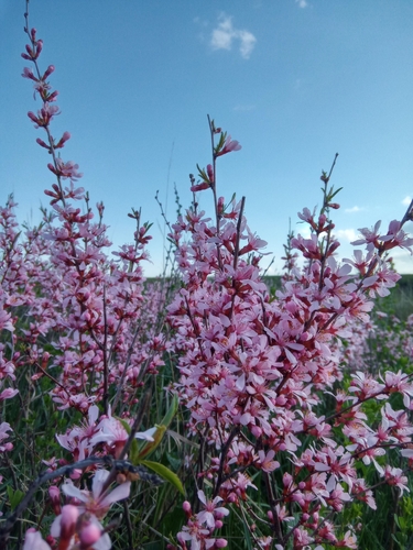 Prunus tenella