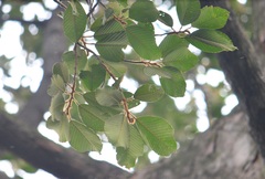Dipterocarpus baudii