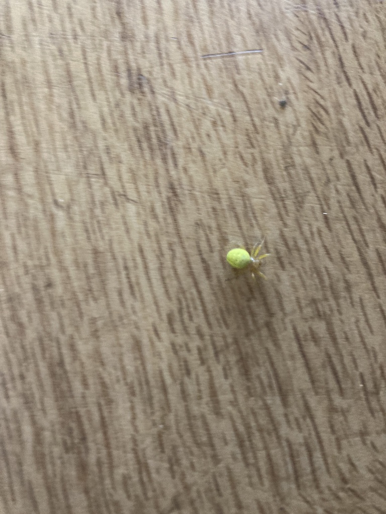 Cucumber Spiders from Avenue Approach, Bury St. Edmunds, England, GB on