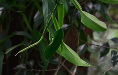 Scindapsus hederaceus