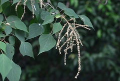 Mallotus paniculatus