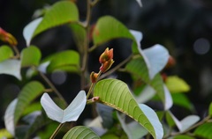 Dipterocarpaceae