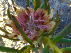 Protea odorata