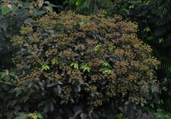 Polyscias diversifolia