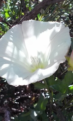 Calystegia occidentalis