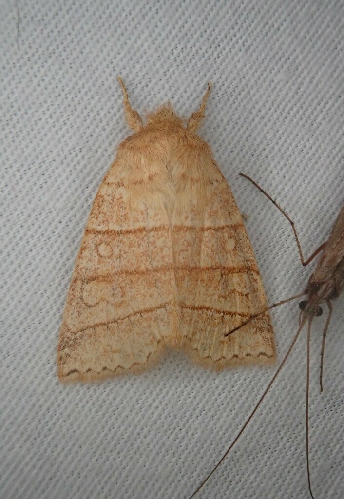 Citrine Sallow
