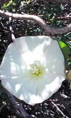 Calystegia occidentalis