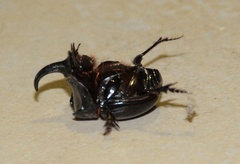 Copris hispanus hispanus