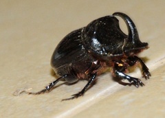 Copris hispanus hispanus