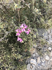 Rhododendron rubropilosum taiwanalpinum