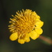Great Valley Gumweed - Photo (c) nathantay, some rights reserved (CC BY-NC)