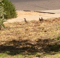 Toxostoma curvirostre