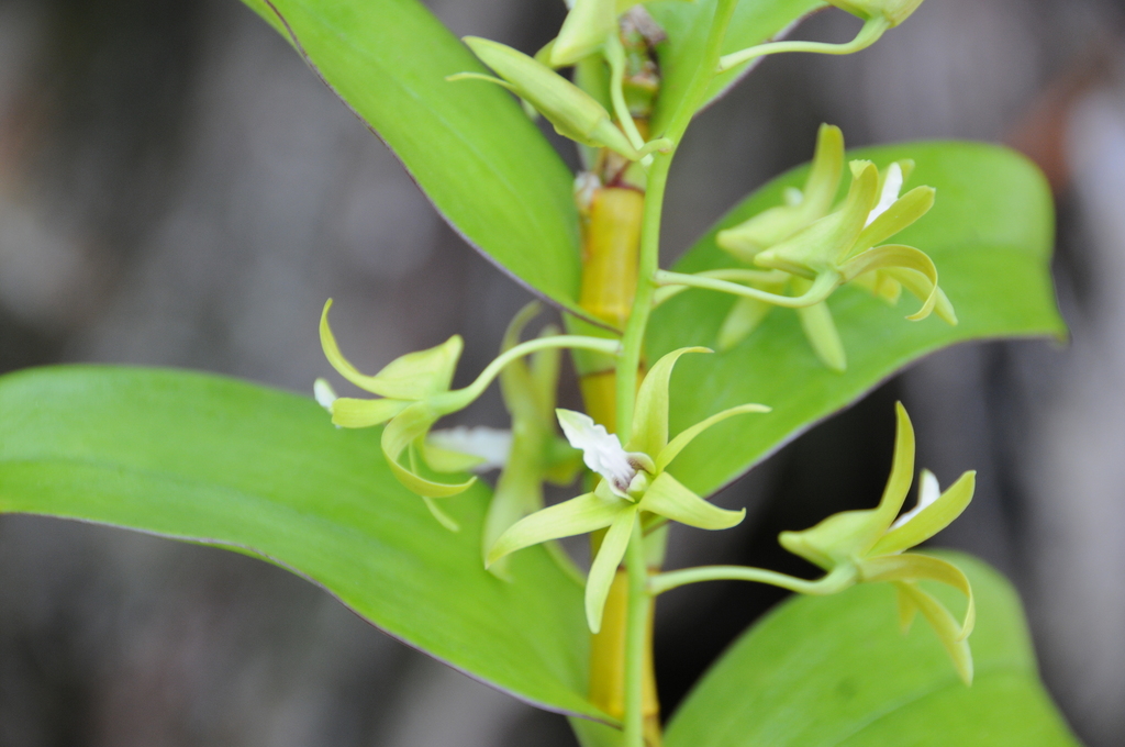 Dendrobium samoense P.J.Cribb