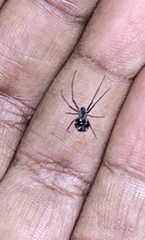 Leucauge argentina