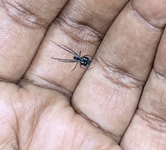 Leucauge argentina