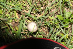 Fungi