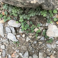 Ellisiophyllum pinnatum