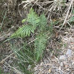 Pteridium revolutum