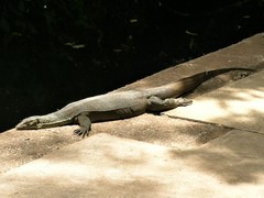 Varanus mertensi