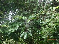 Meliosma rhoifolia