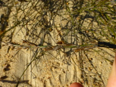 Restio sieberi