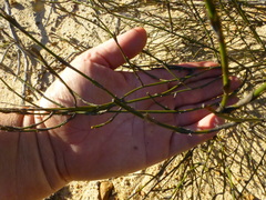 Restio sieberi