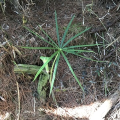 Arisaema consanguineum
