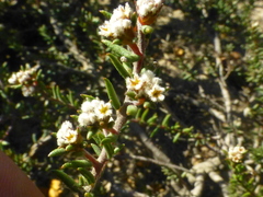 Phylica parviflora