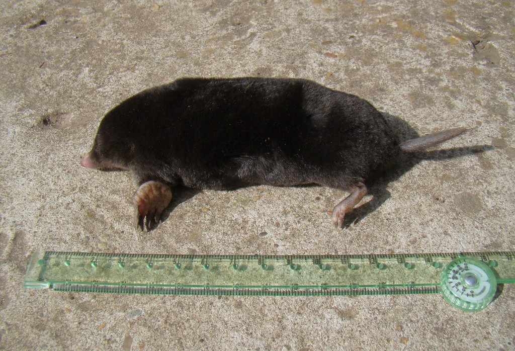 Caucasian Mole
