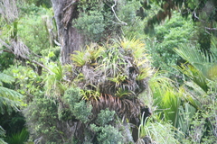 Spear-leaved Astelia (Astelia hastata)