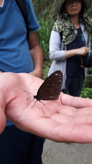 Euploea sylvester swinhoei