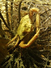 Ceratocarcinus longimanus