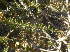 Phylica parviflora