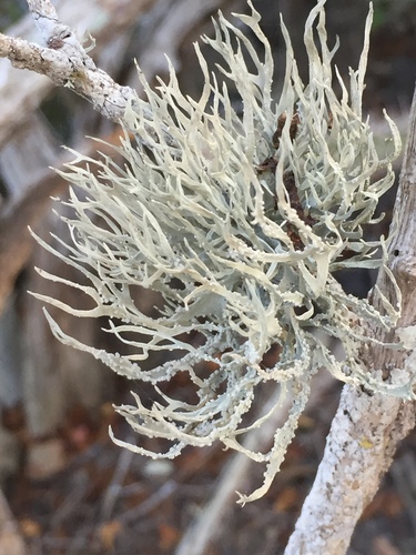 Roccella gracilis