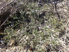 Phylica parviflora