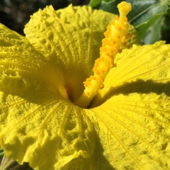 Hibiscus brackenridgei